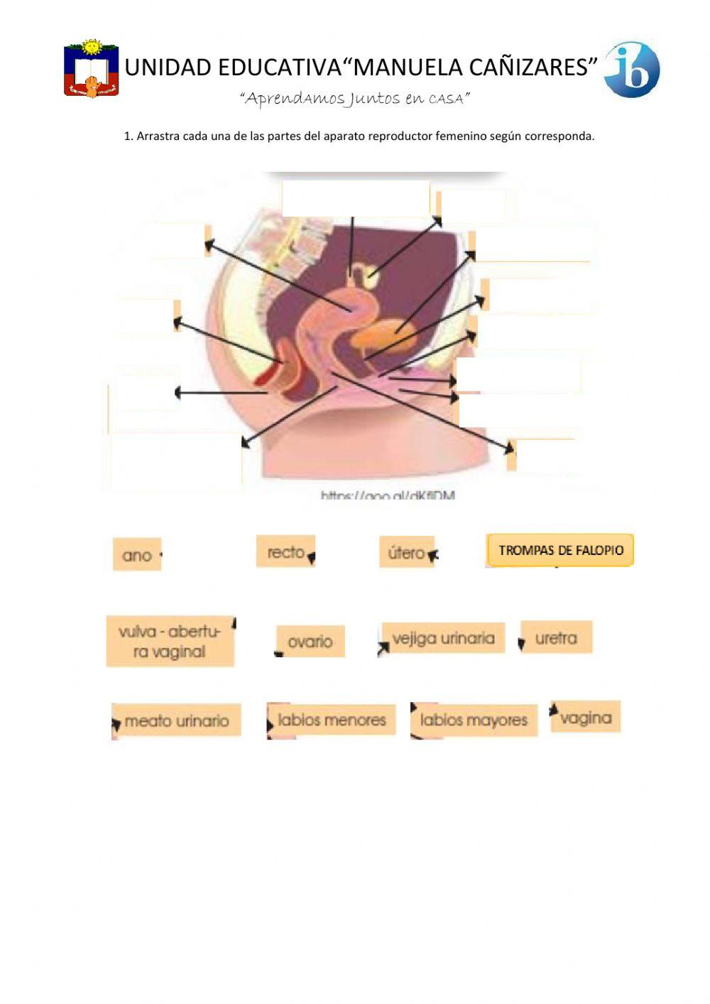 Aparato reproductor femenino