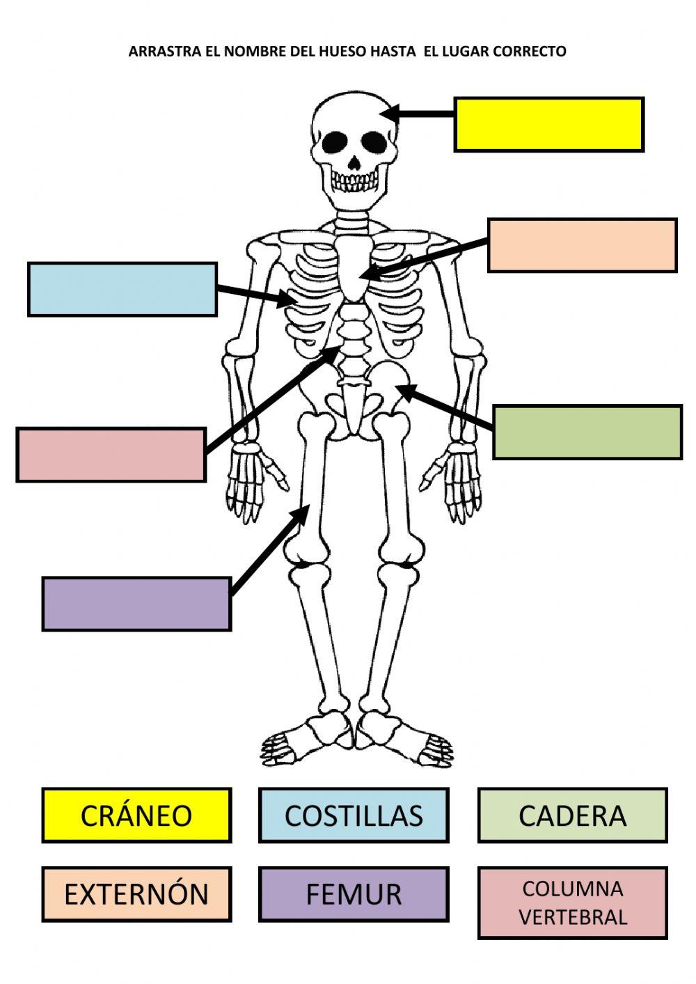 Huesos esqueleto