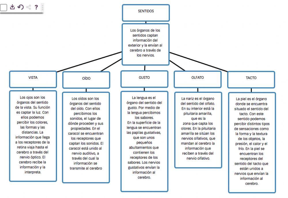 Los sentidos Esquema
