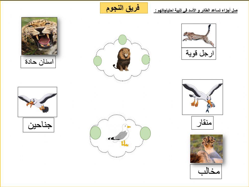 كيف تلبي الحيوانات احتياجاتها