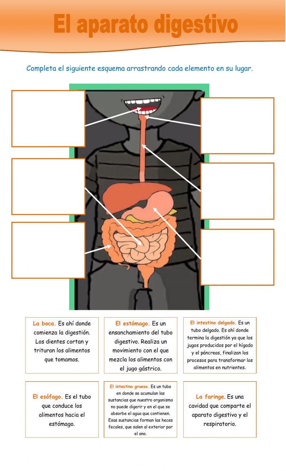 El aparato digestivo