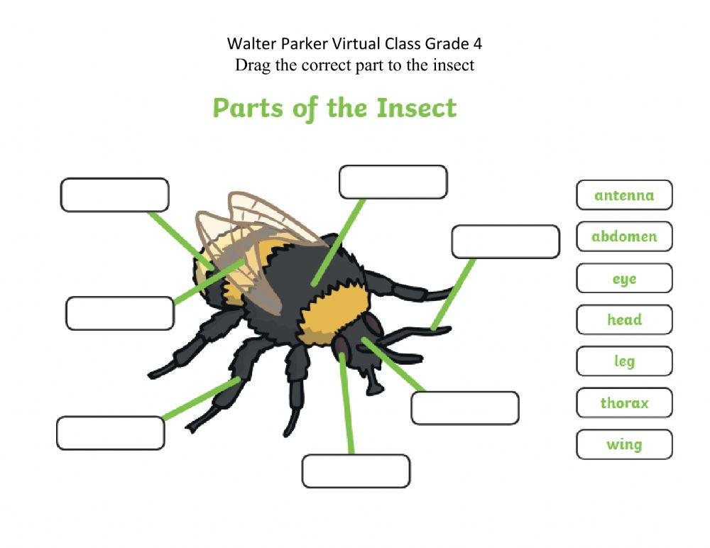 450580 | Insect Parts | Cynthia Smith | LiveWorksheets