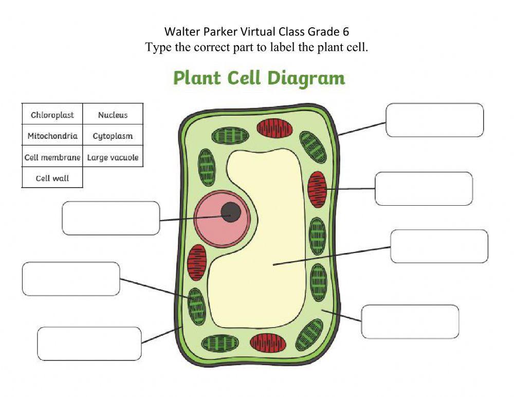 Parts of plant cell