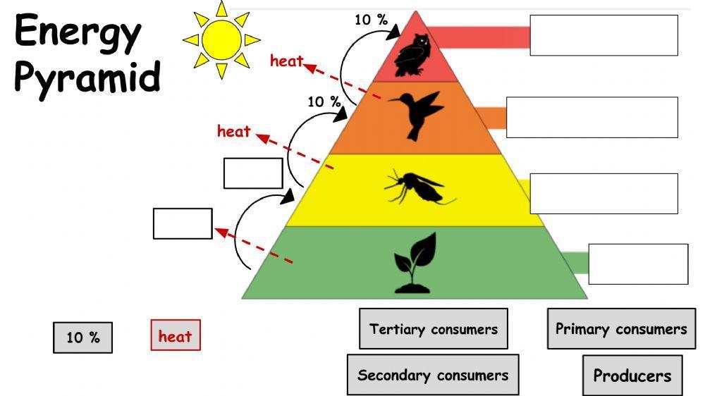 Energy pyramid