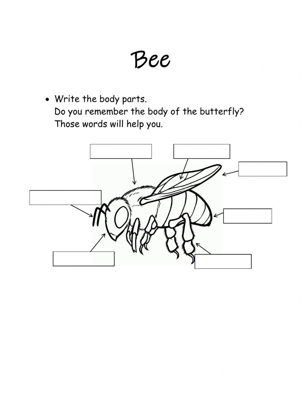 Bee's body parts
