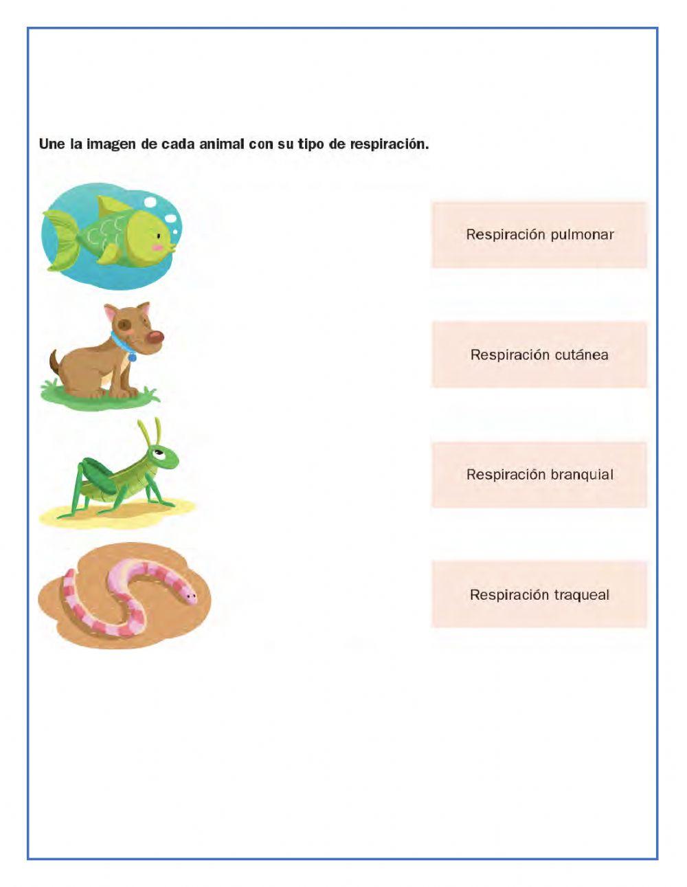 Cömo respiran los animales