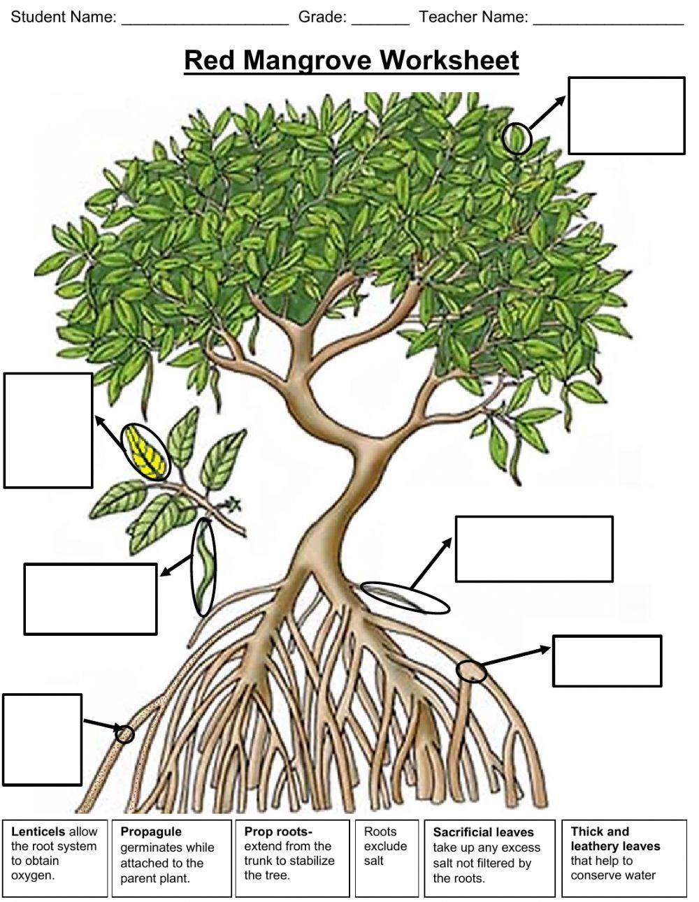 Red Mangrove Adaptations