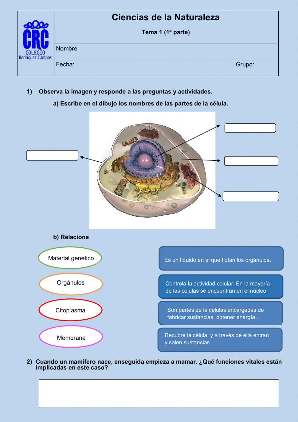 Naturales. Tema 1. 1ª parte