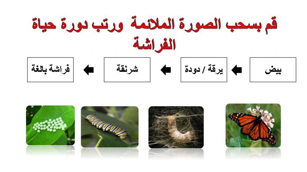 دورة حياة الحشرات