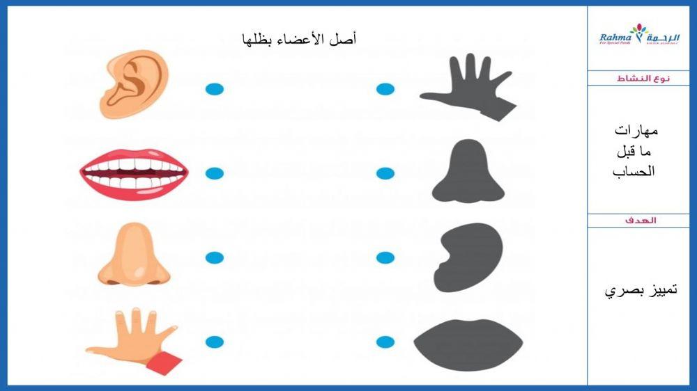 أعضاء الجسم