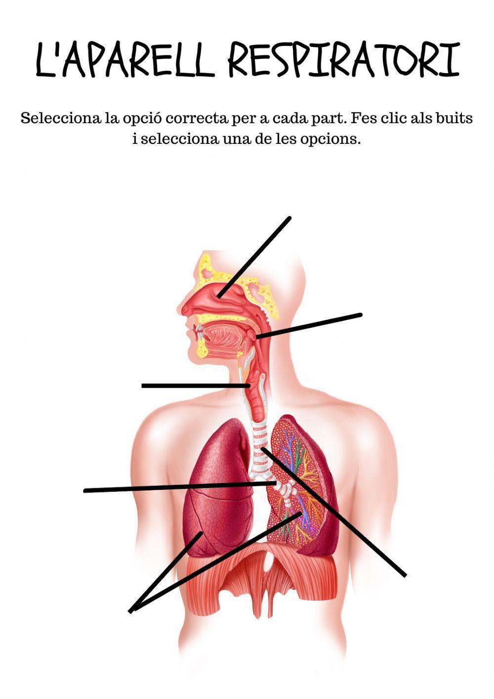 Parts de l'aparell respiratori