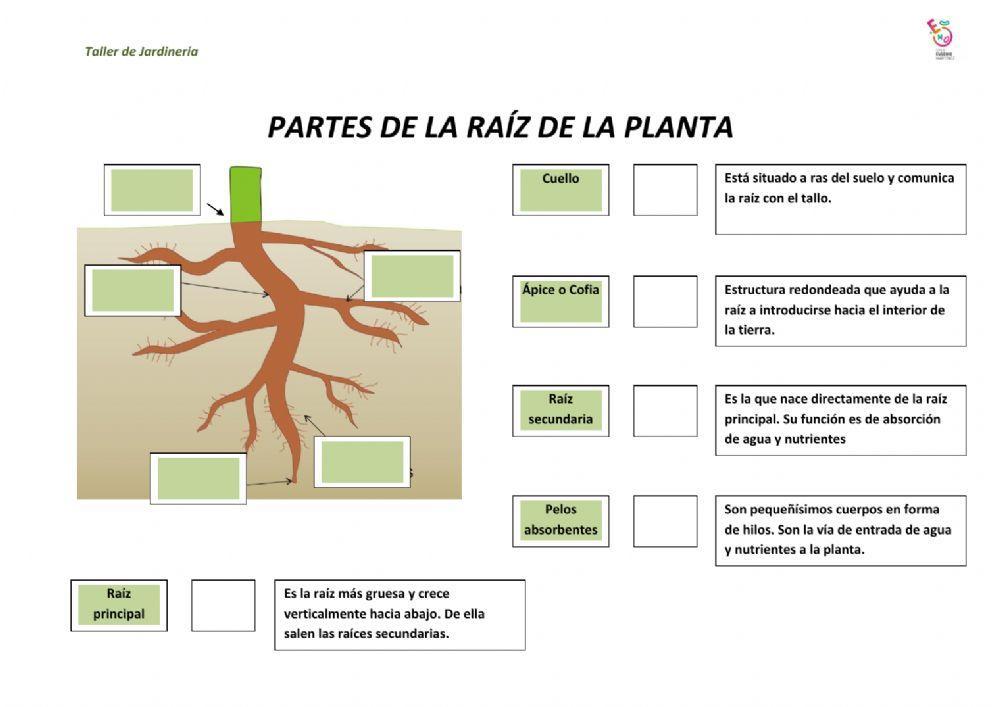 Partes de la raíz
