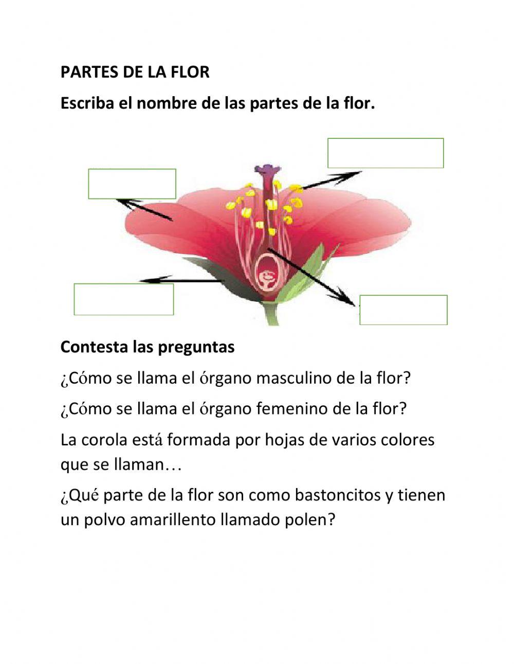 Partes de la flor