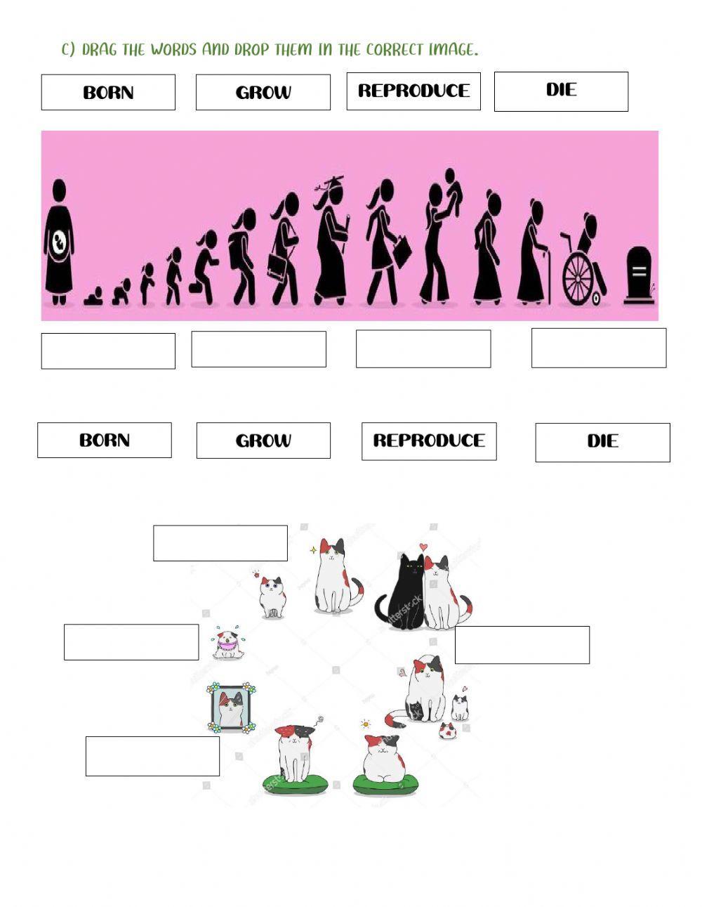 Omnivores, Carnivores and Herbivores