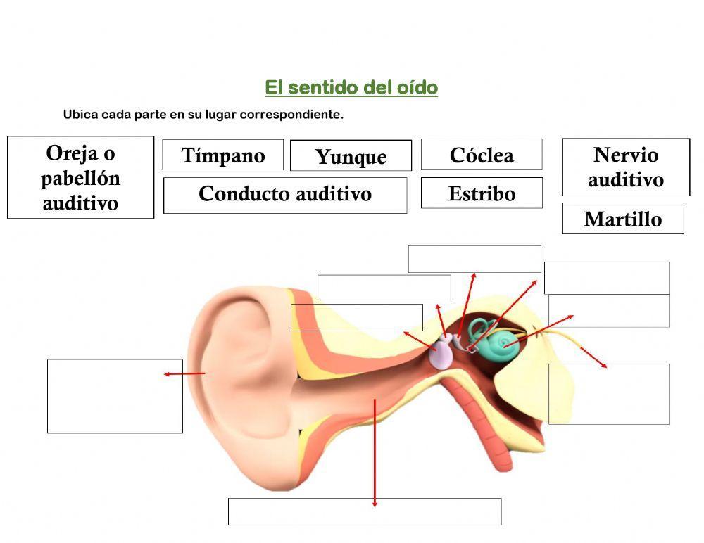 Partes del  Oído