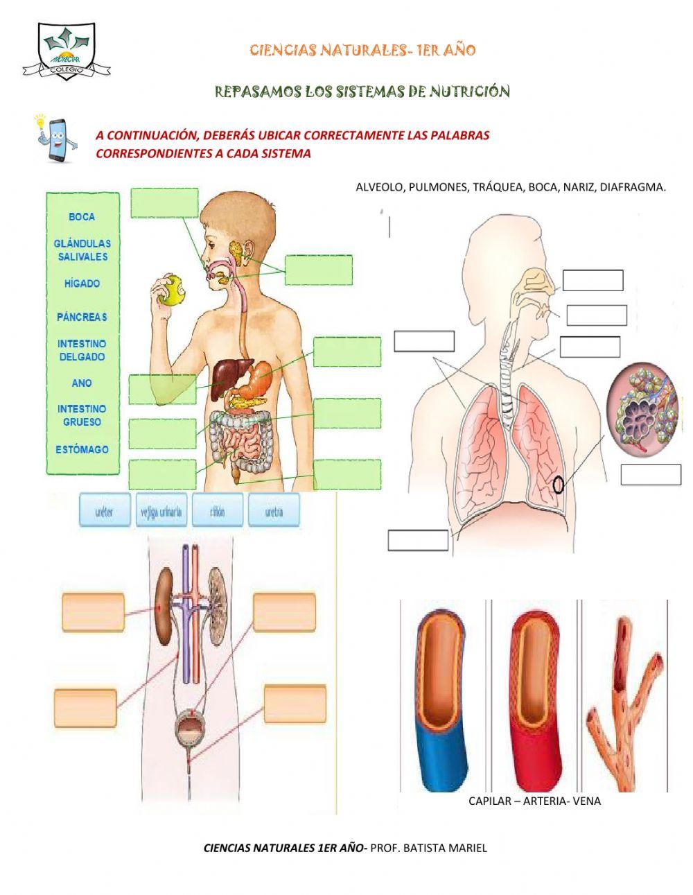 Sistemas de nutricion