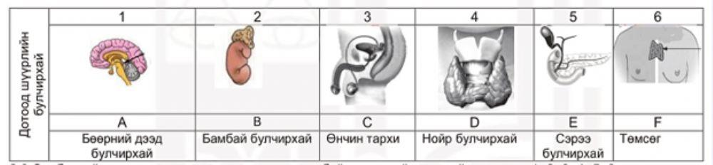 Дотоод шүүрлийн булчирхай worksheet | Live Worksheets