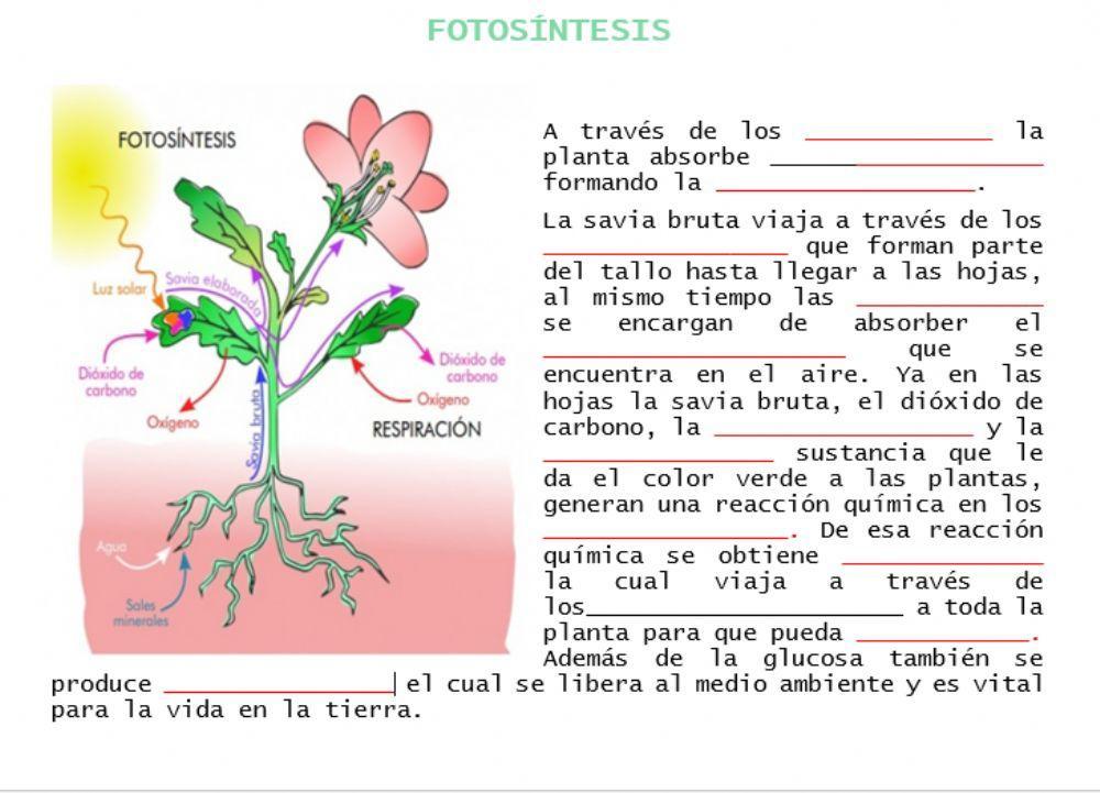 ¿Cómo ocurre la fotosíntesis?