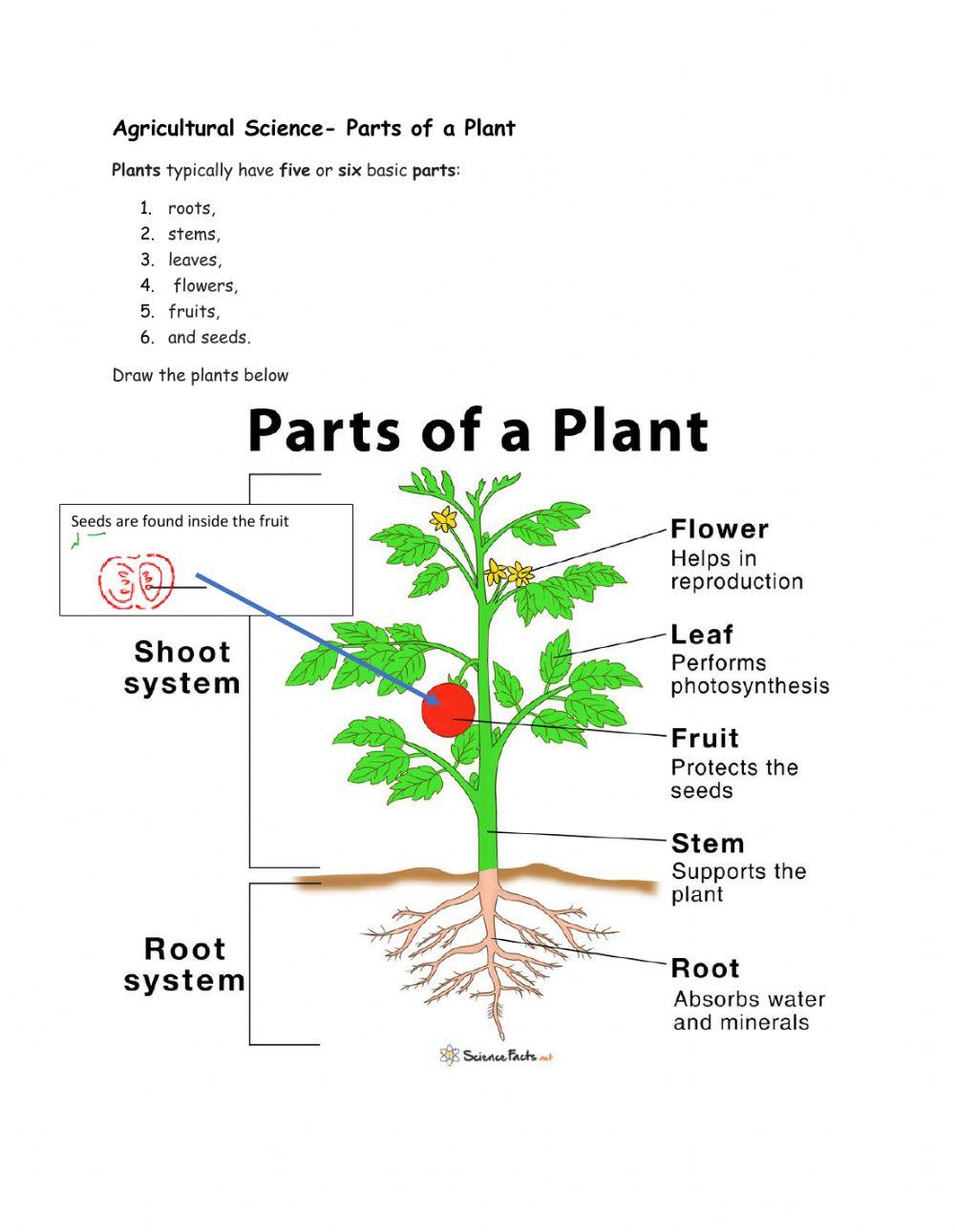 Parts of a plant