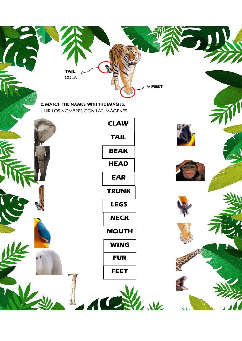 Description of animals