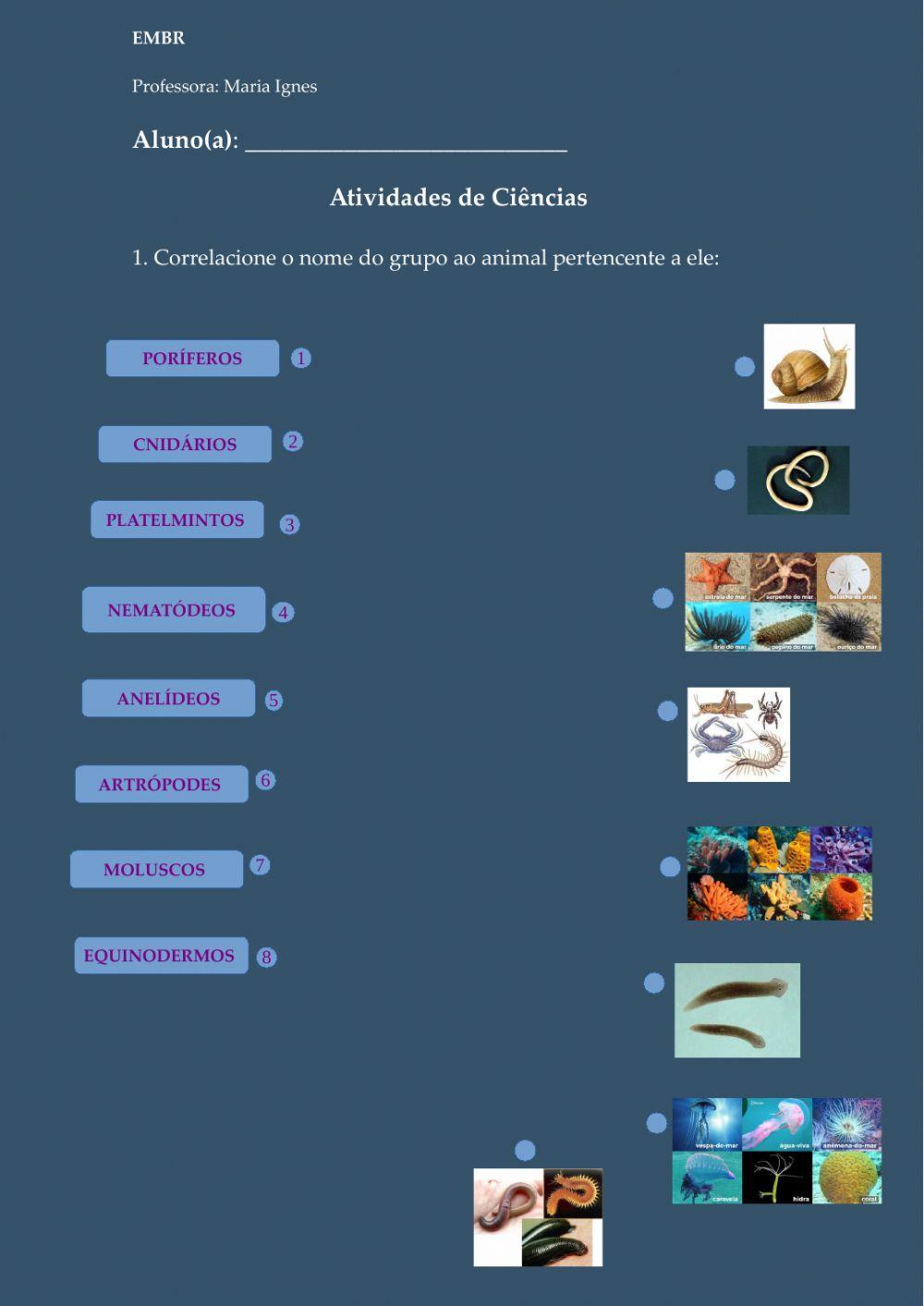 Exercício - invertebrados