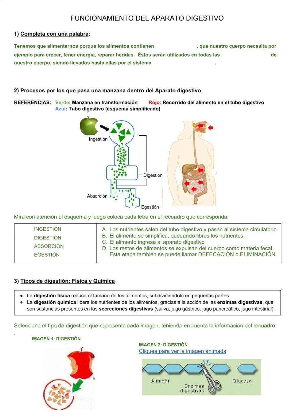 Funcionamiento del aparato digestivo