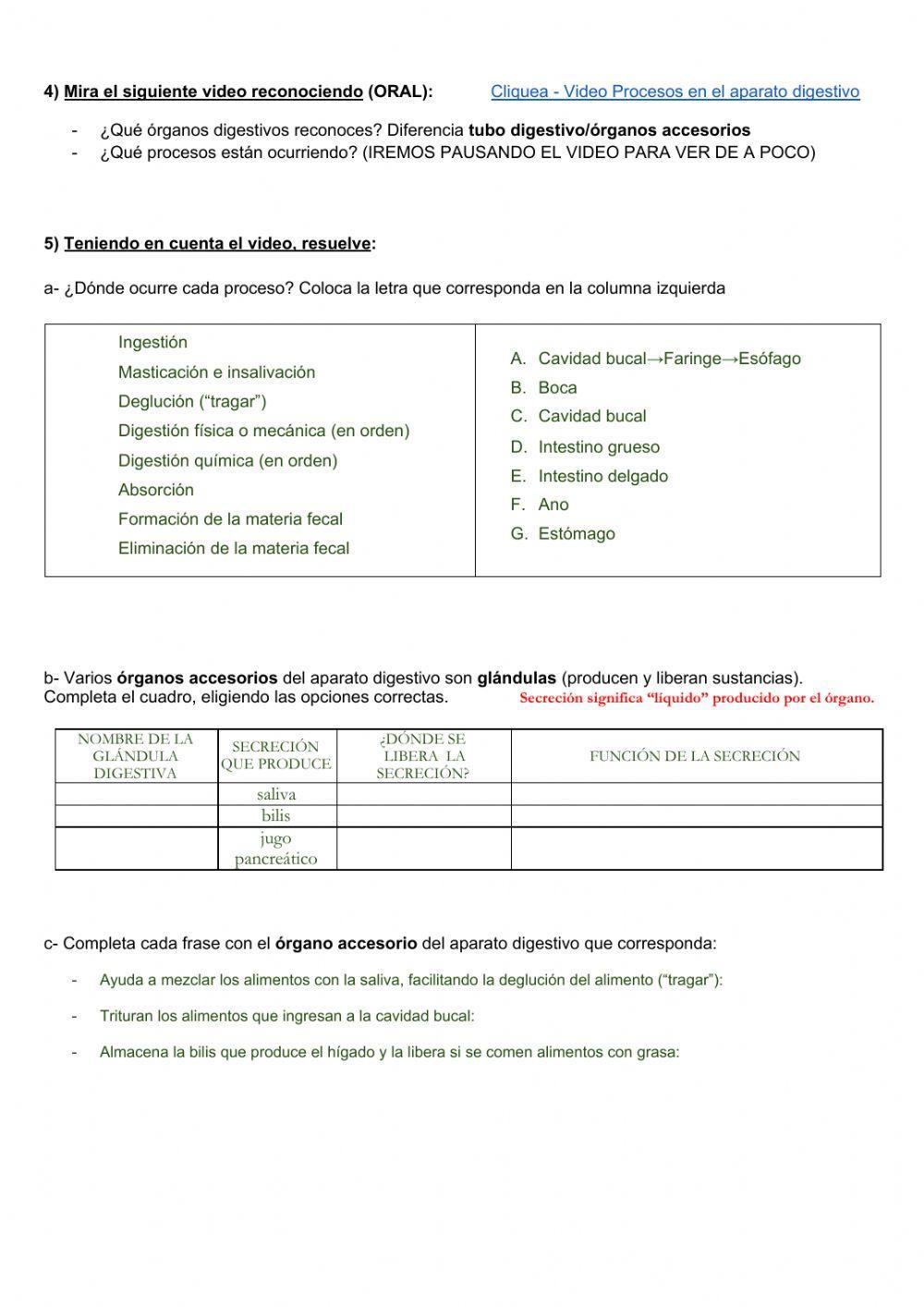 Funcionamiento del aparato digestivo