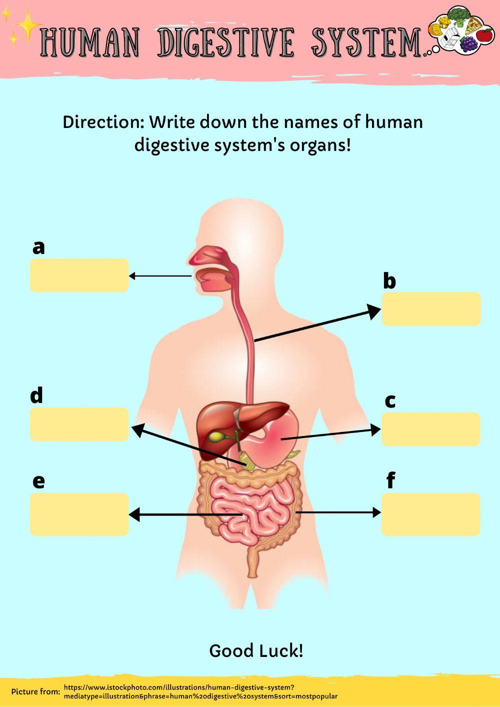 Human Digestive System Worksheet