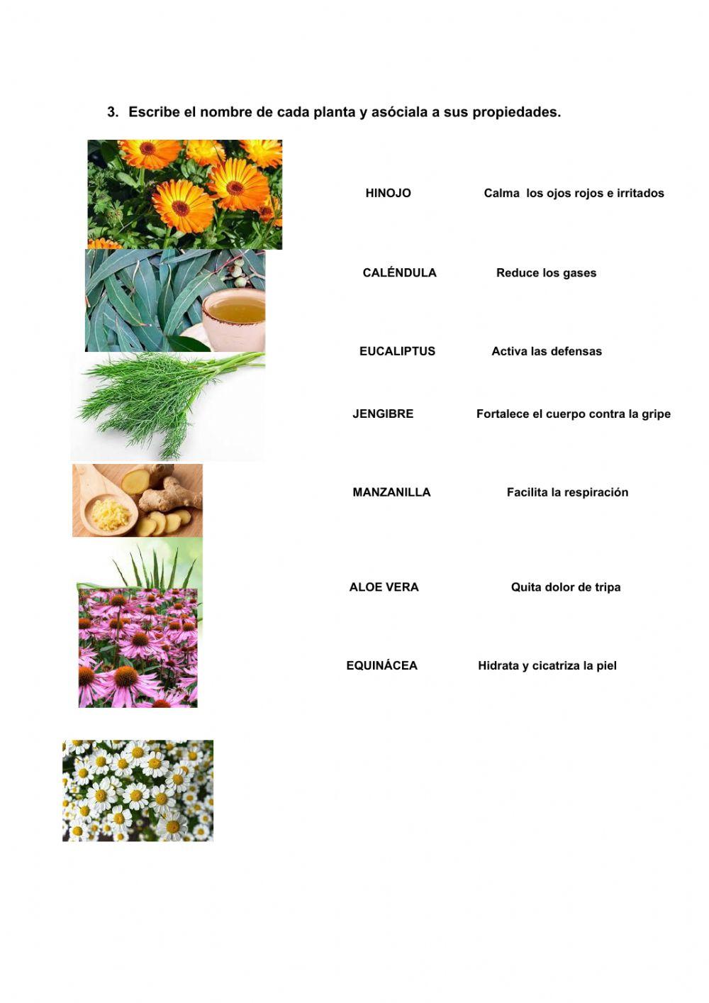 Plantas medicinales