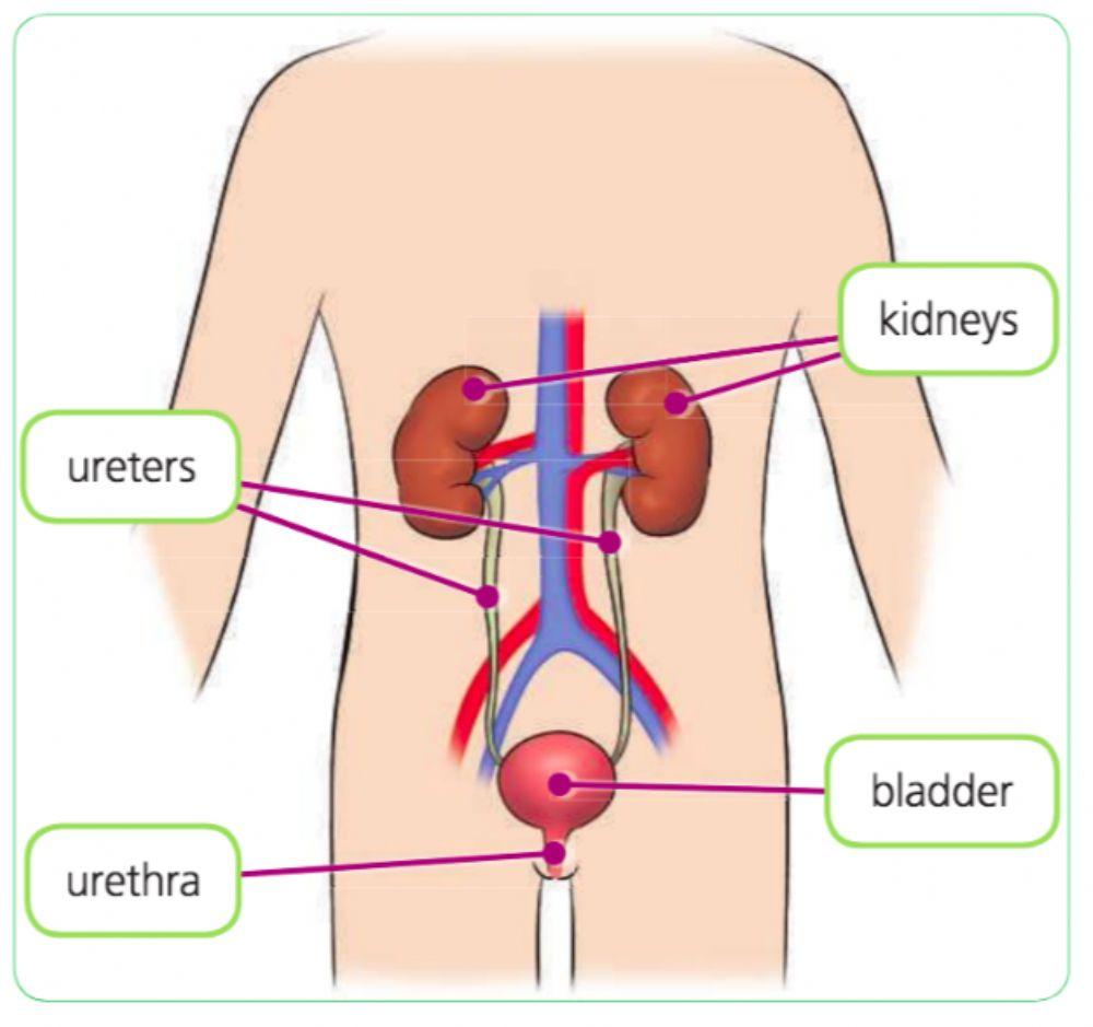 Excretory System Listening