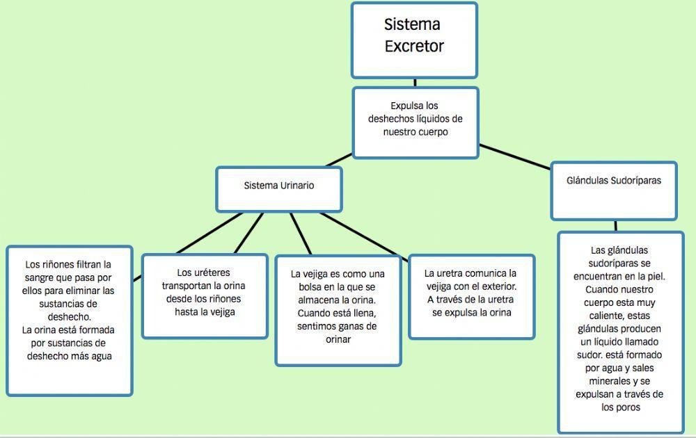 Sistema Excretor Esquema