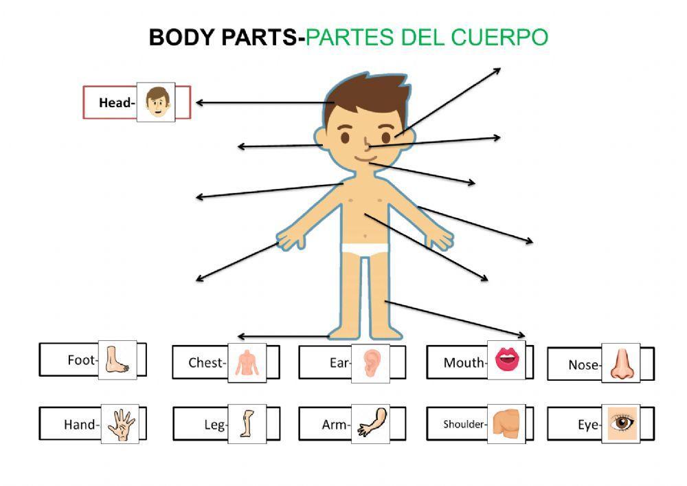 Partes del cuerpo