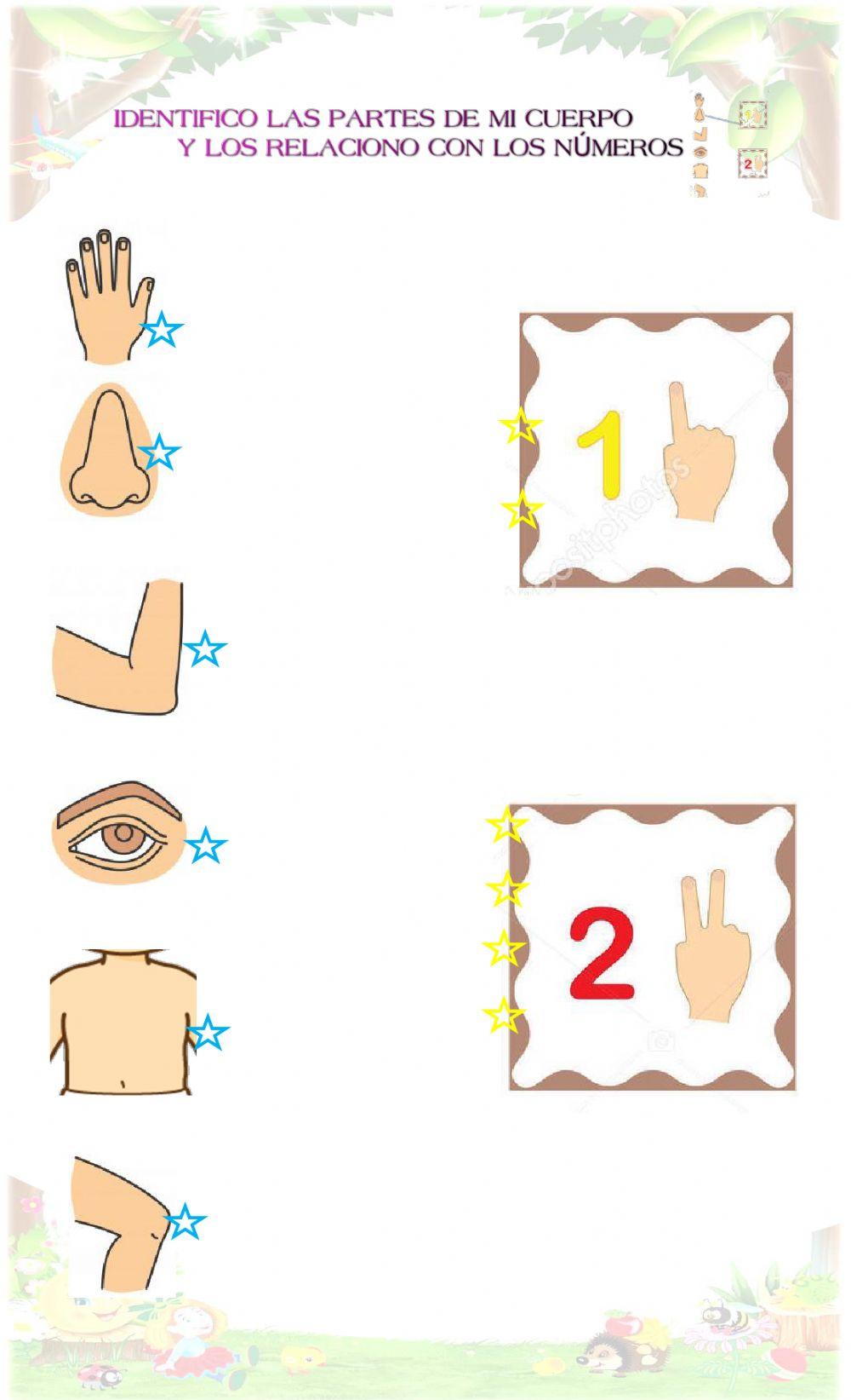 Partes del cuerpo humano