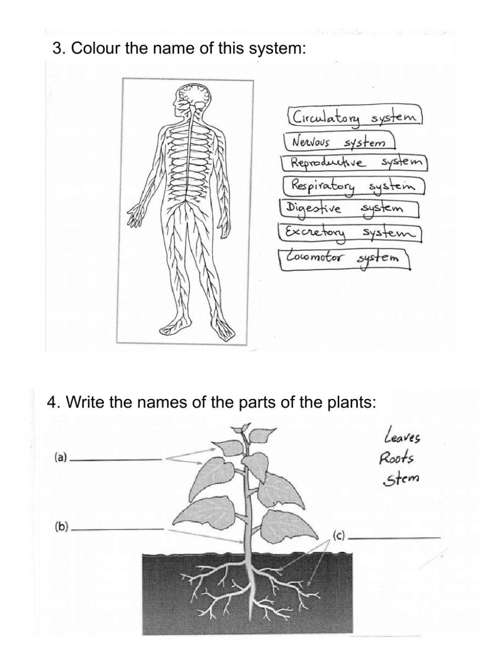 Initial evaluation Science 4º