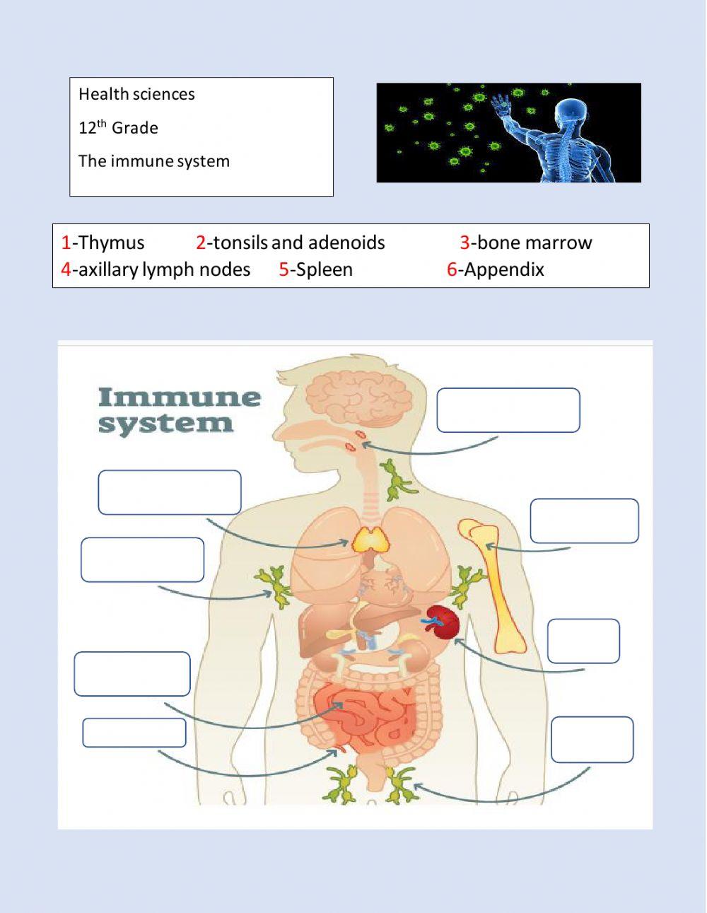 Immune System Worksheet