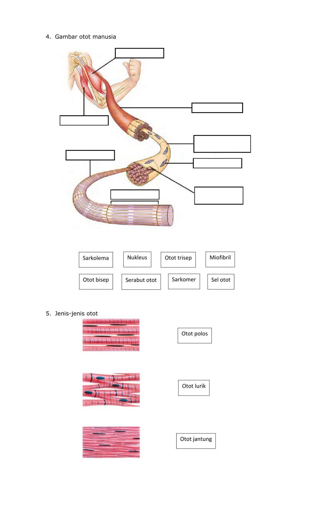 Jaringan Hewan-Manusia