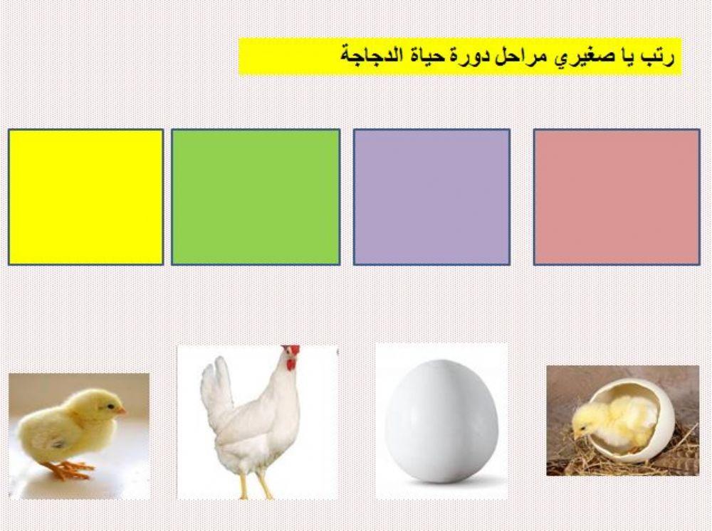دورة حياة الدجاجة