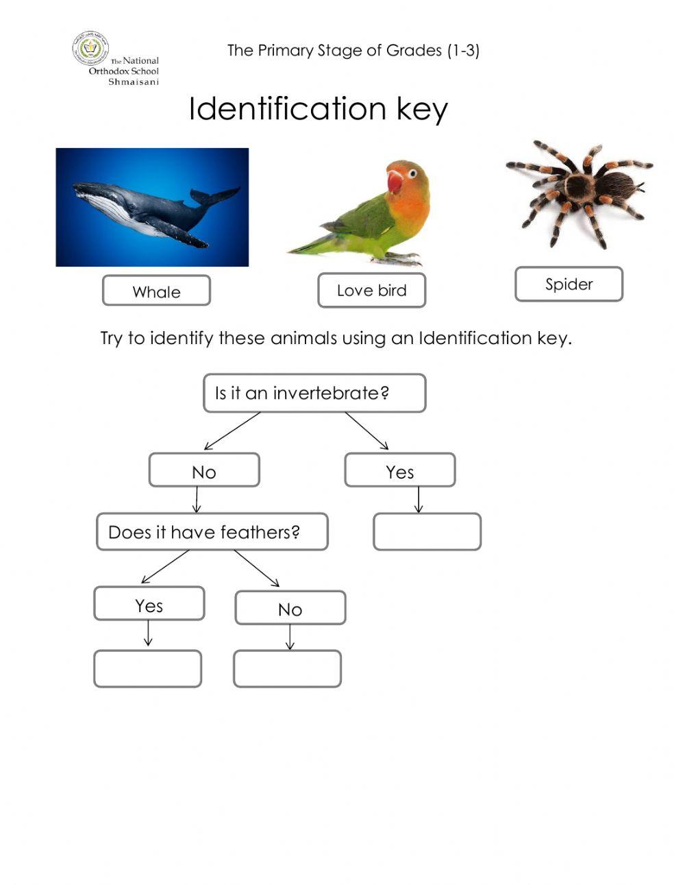 Identification Keys Activity online exercise for | Live Worksheets