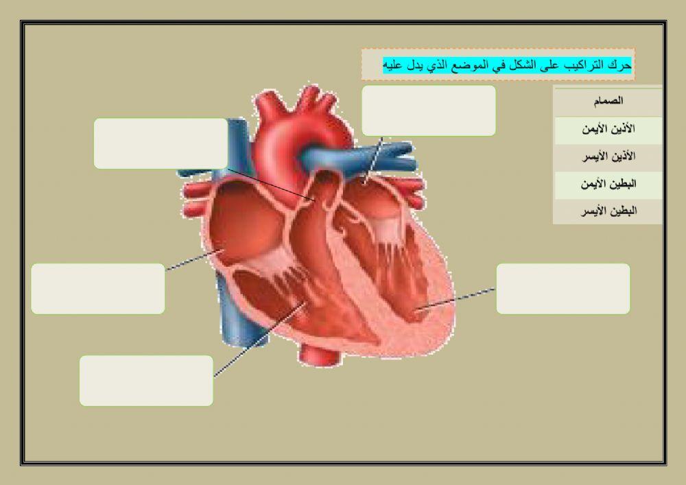 ورقة تركيب القلب تفاعلية2