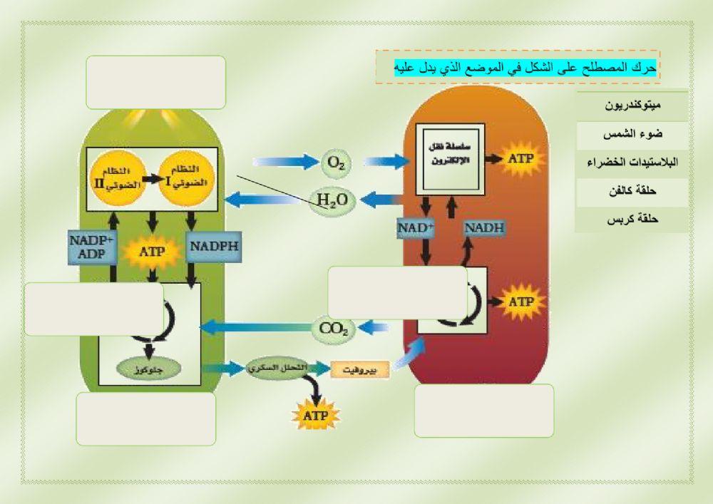 ورقة انتقال الطاقة تفاعلية3
