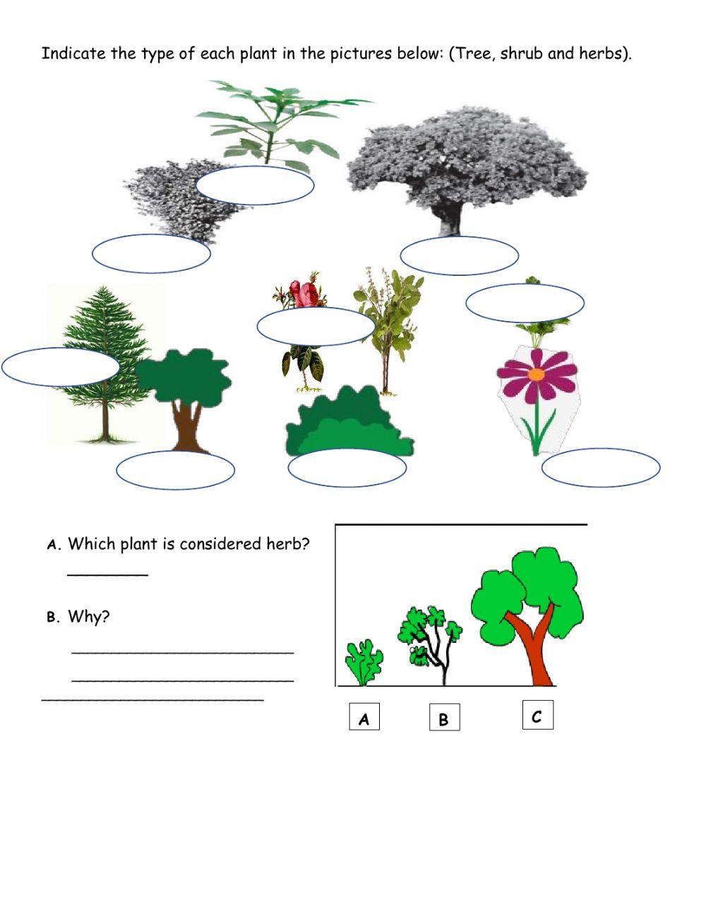 Tree,shrub and herbs