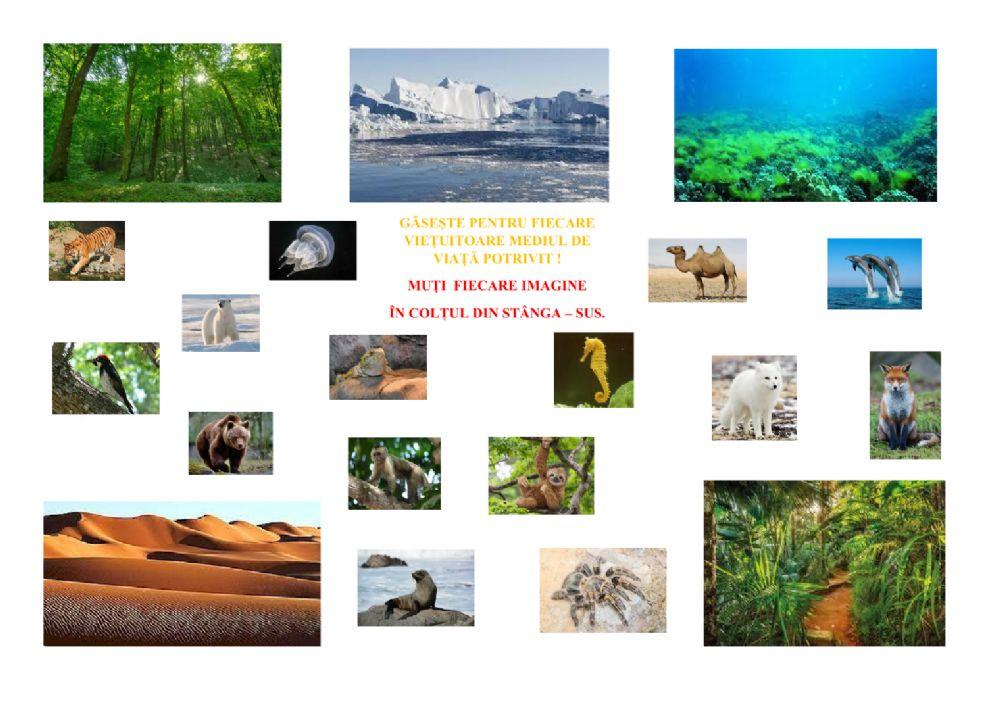 JOC: ADAPTĂRI ALE ANIMALELOR  LA CONDIȚIILE DE VIAȚĂ DIN DIFERITE MEDII