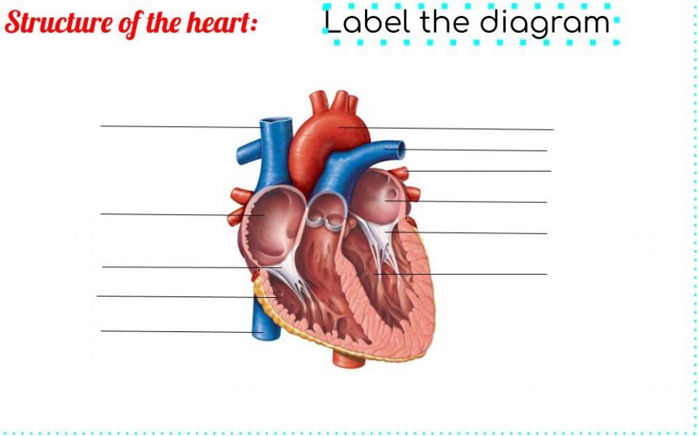 Structure of the heart