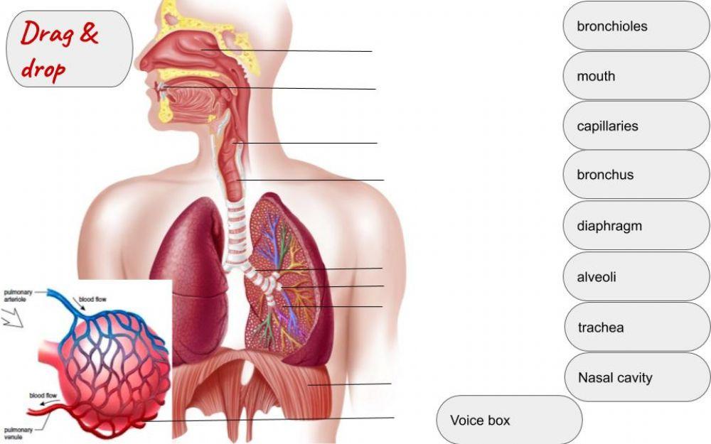 Structure of the breathing system