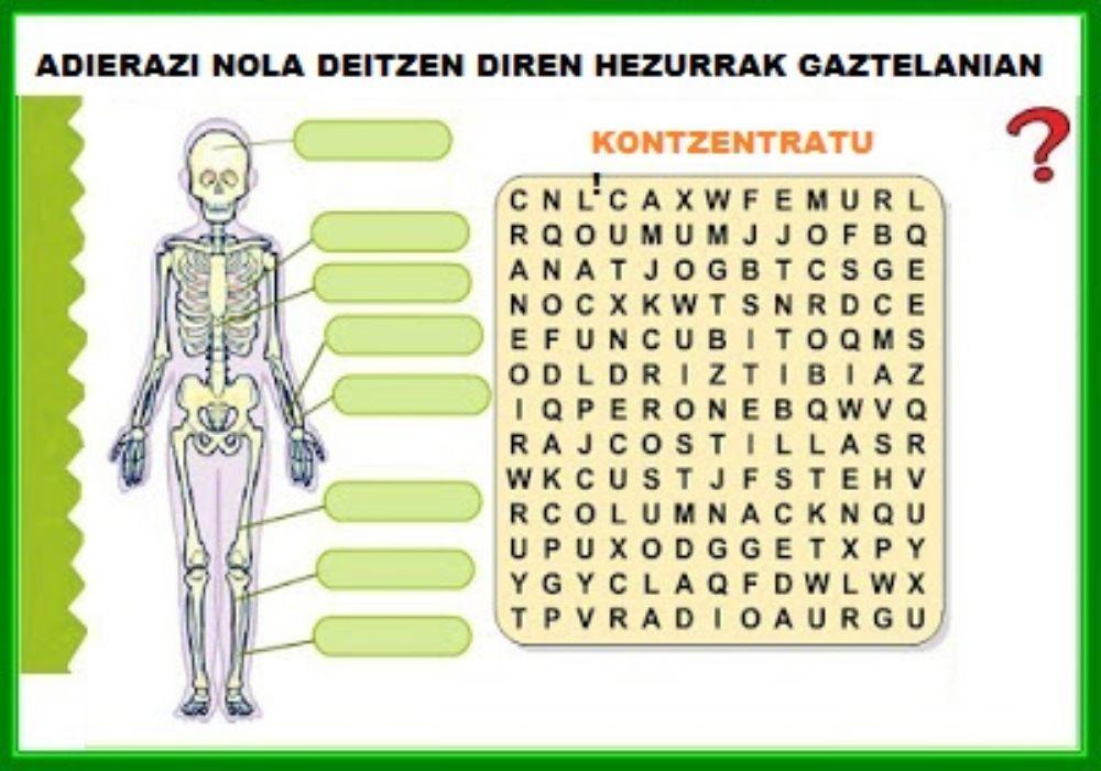 Hezurrak-huesos