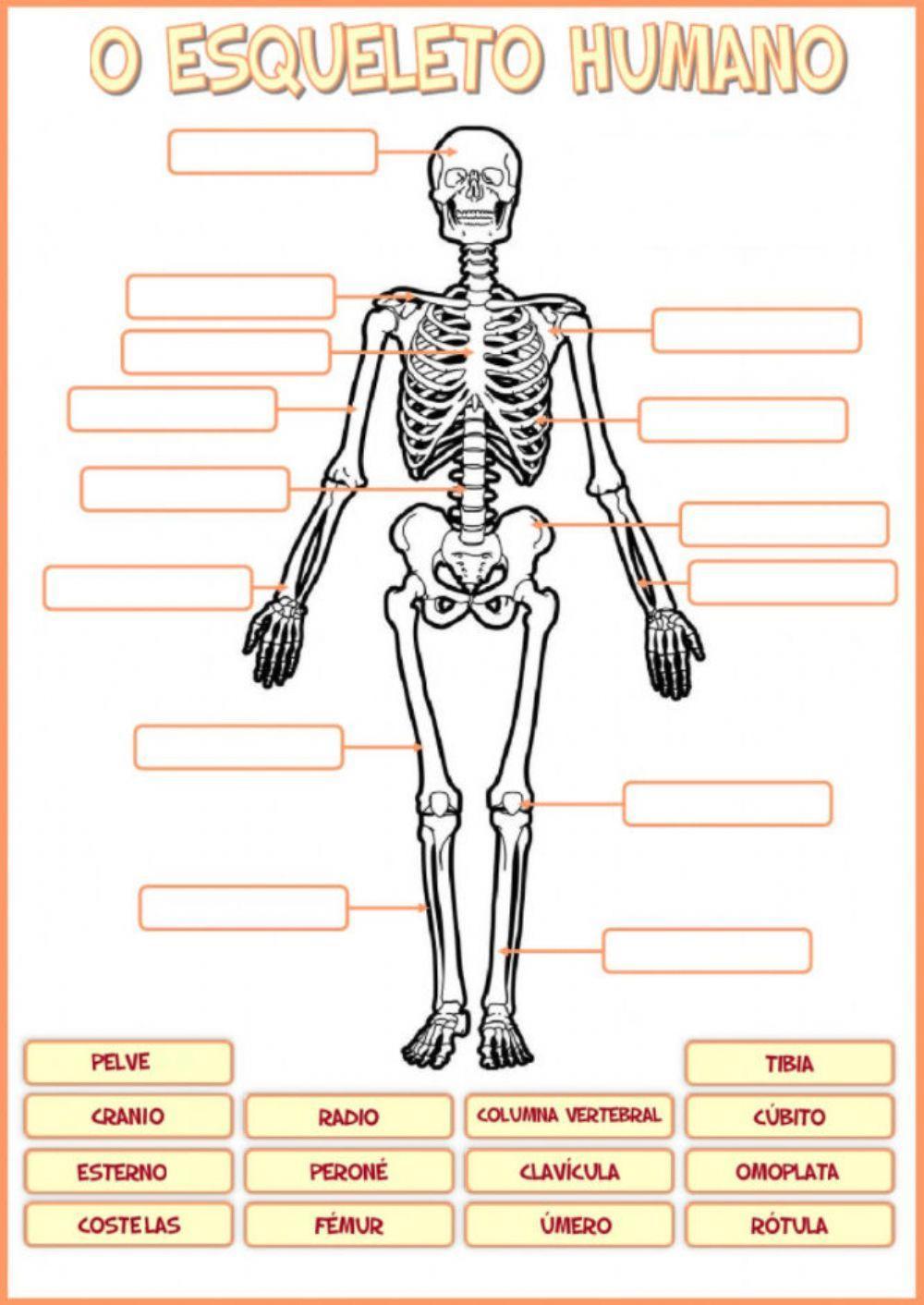 O Esqueleto humano