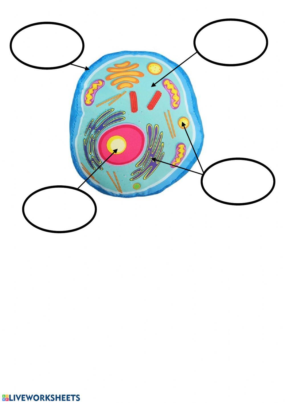 Parts of a Cell