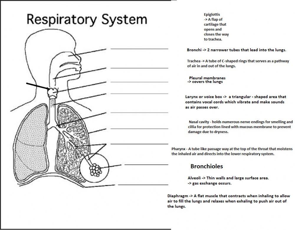 Parts of the Respiratory System-final