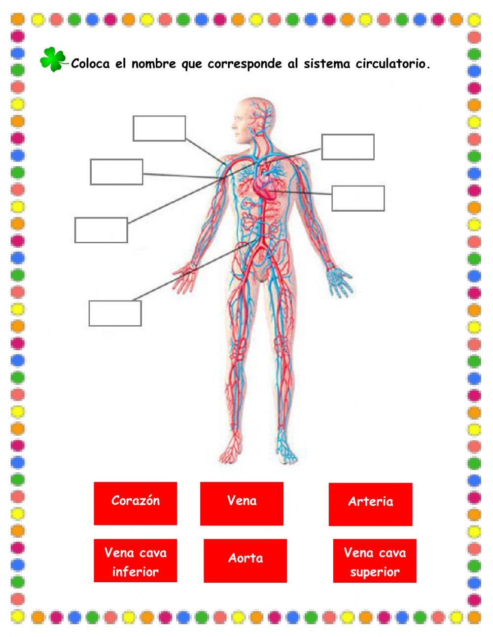 Aparato circulatorio