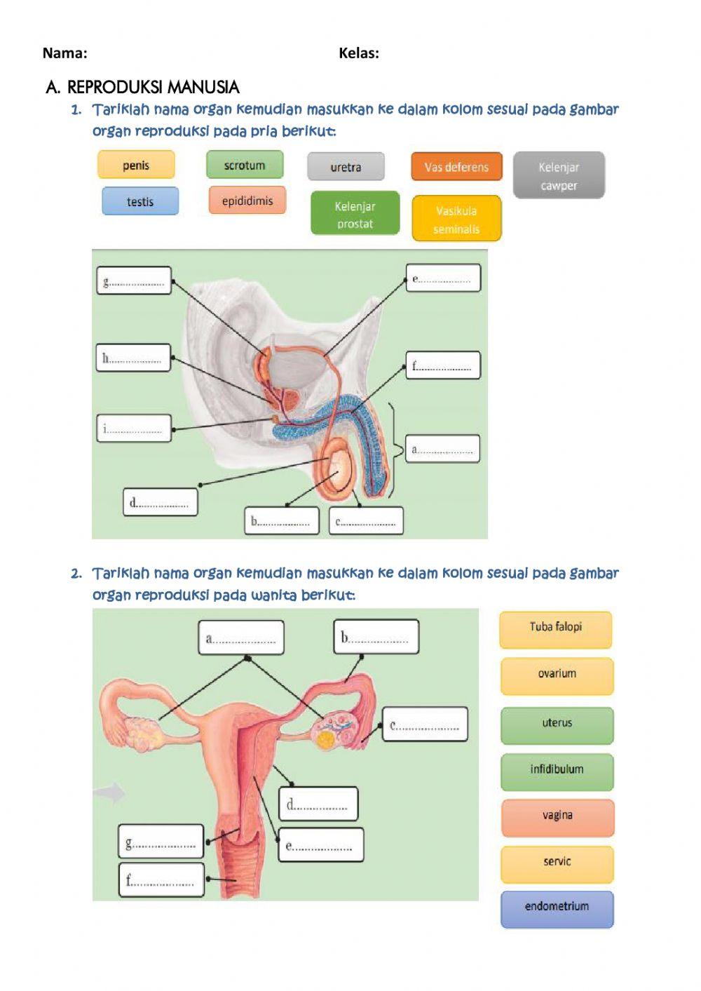 Lkpd reproduksi kelas 9